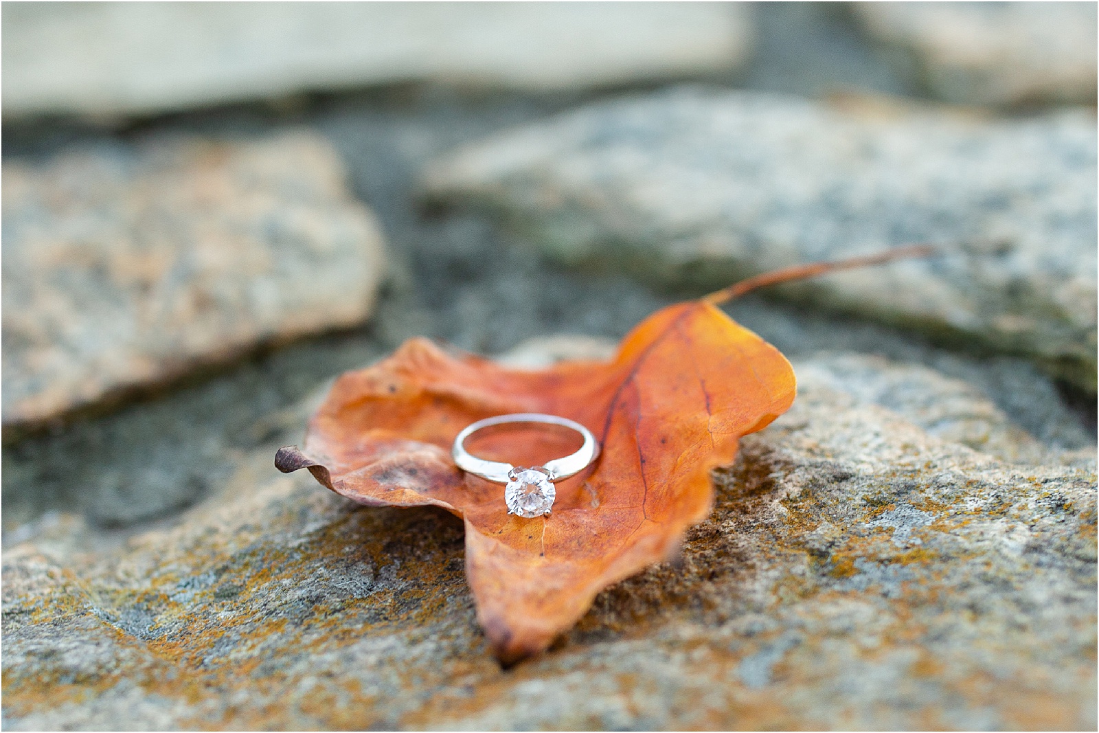 Solid diamond ring resting on orange leaf