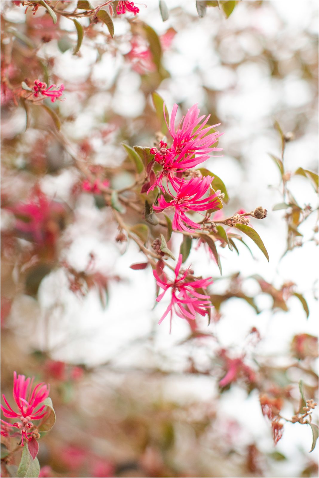 Pink flowers in Clemson botanical gardens