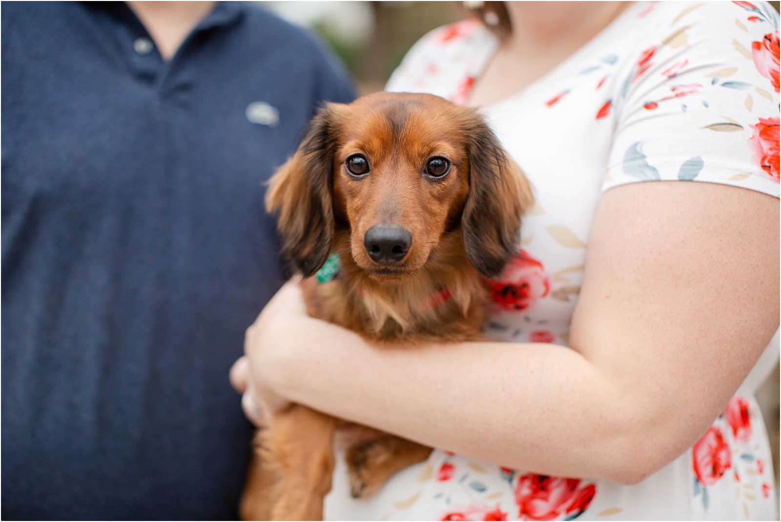 Weiner dog being held during photo session