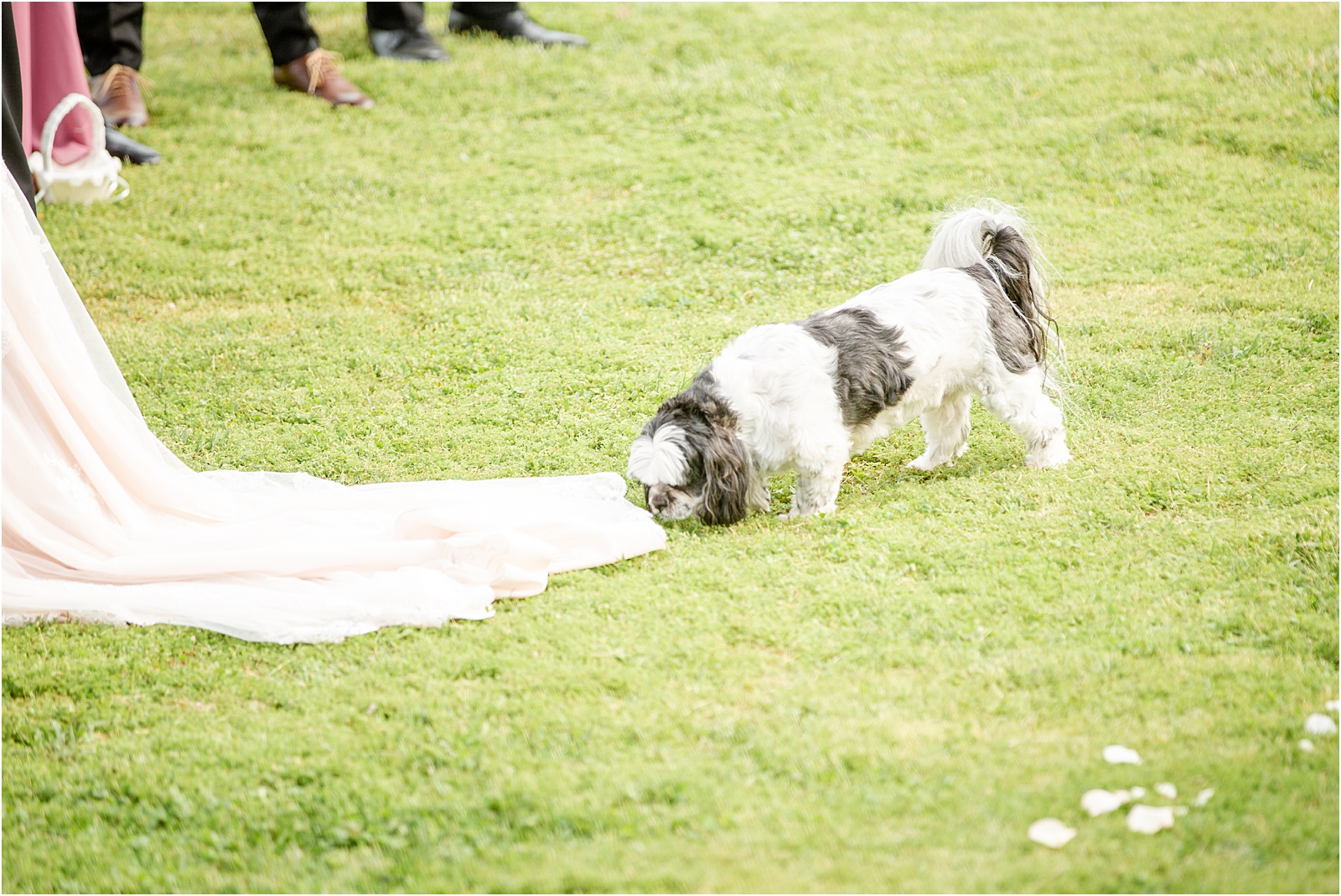 dog sniffing wedding dress during ceremony