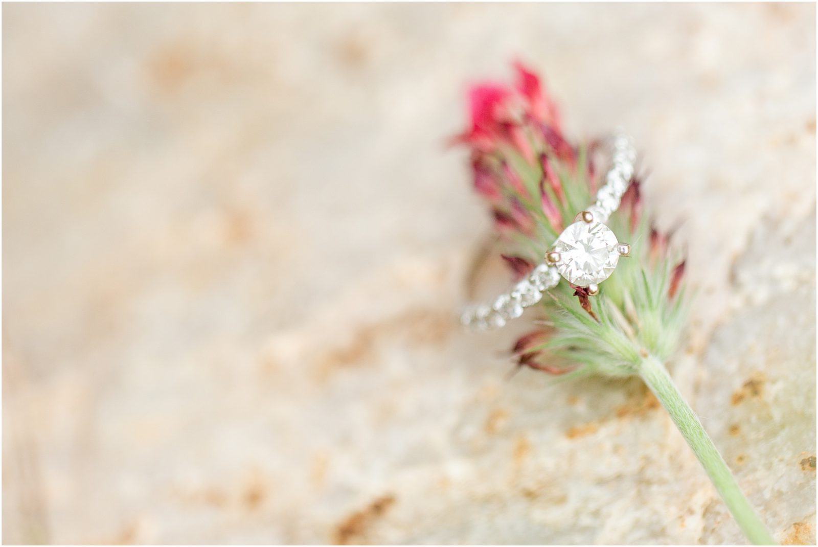 Dimond ring on fluffy flower